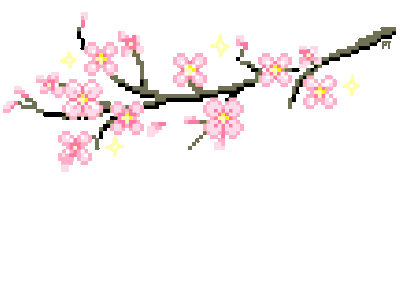 cherry blossoms